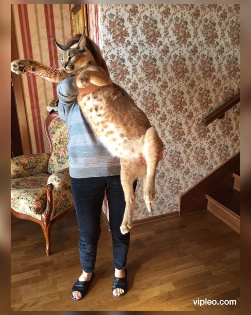 Каракал и каракет