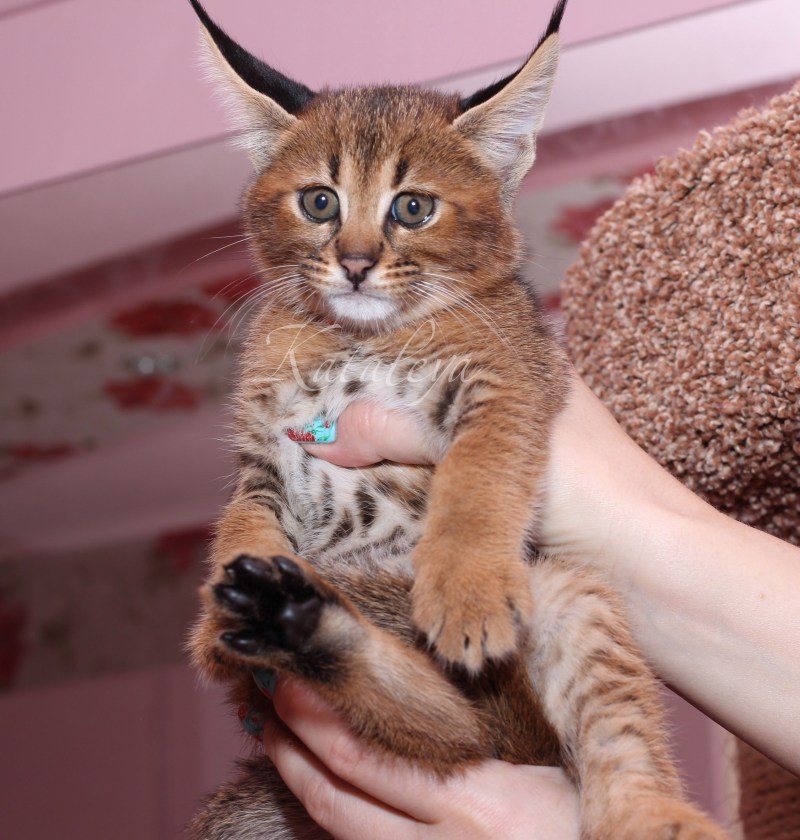 Девушка похожая на кошку