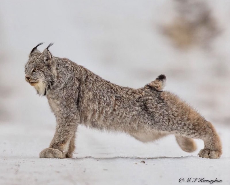 Lynx076 Вадим