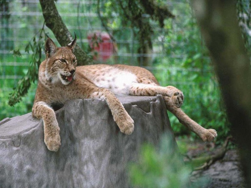 Carnivore animals Рысь