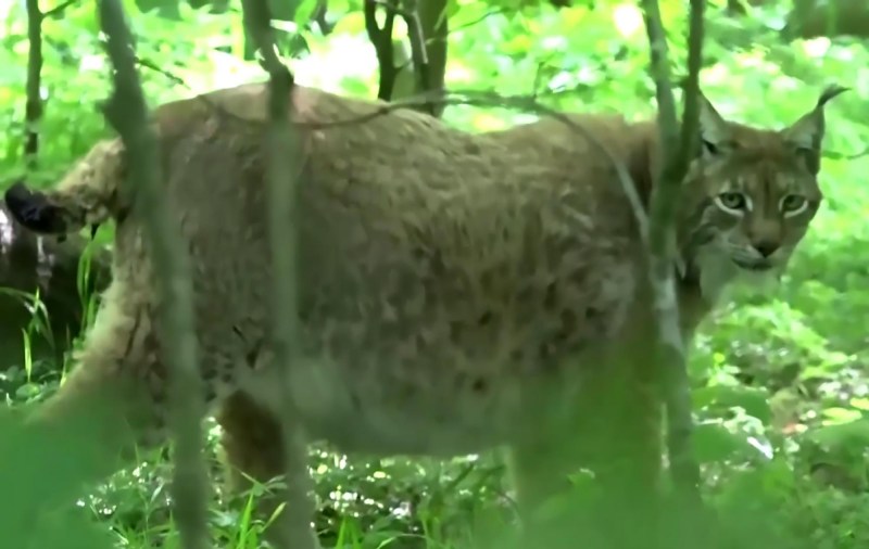 Рысь — Lynx Lynx