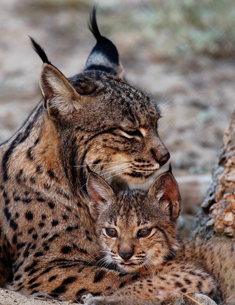 Пиренейская Рысь (Lynx pardinus)