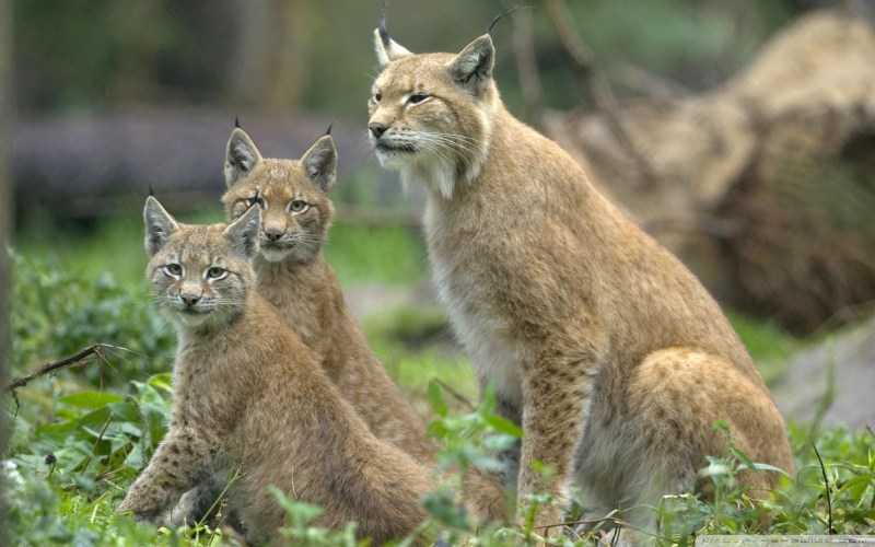 Рысь (Lynx Lynx) в дикой природе