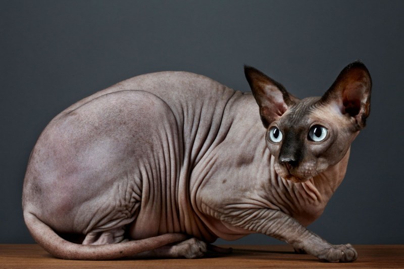 Сфинкс кошка