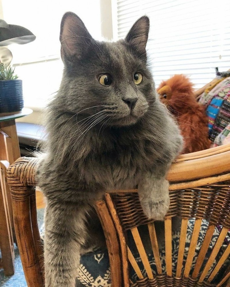 Мейн кун косоглазие