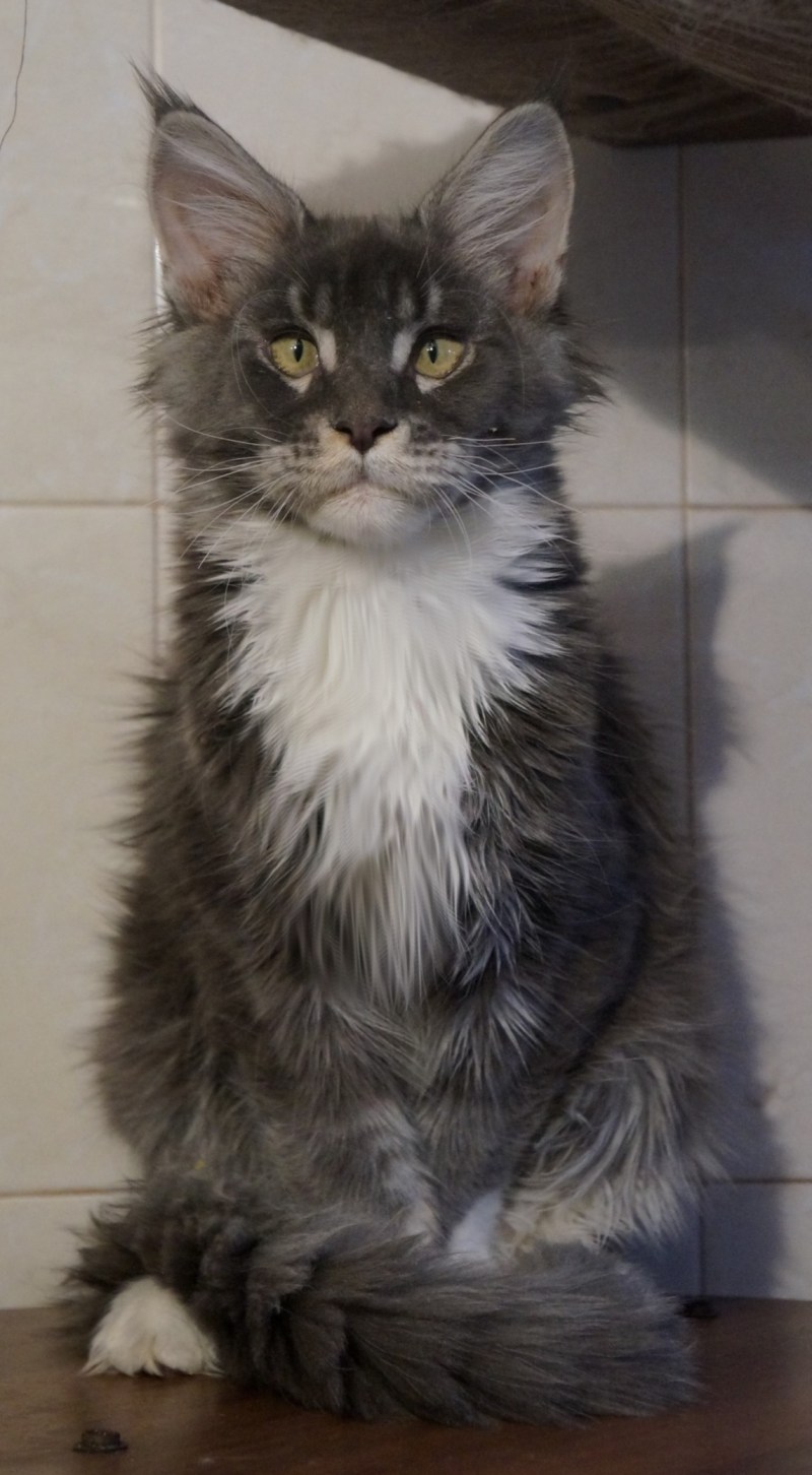 Мейн кун косоглазие