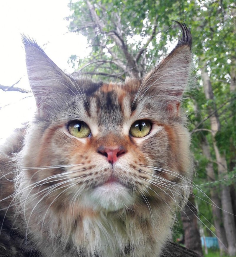 На кого похож Мейн кун