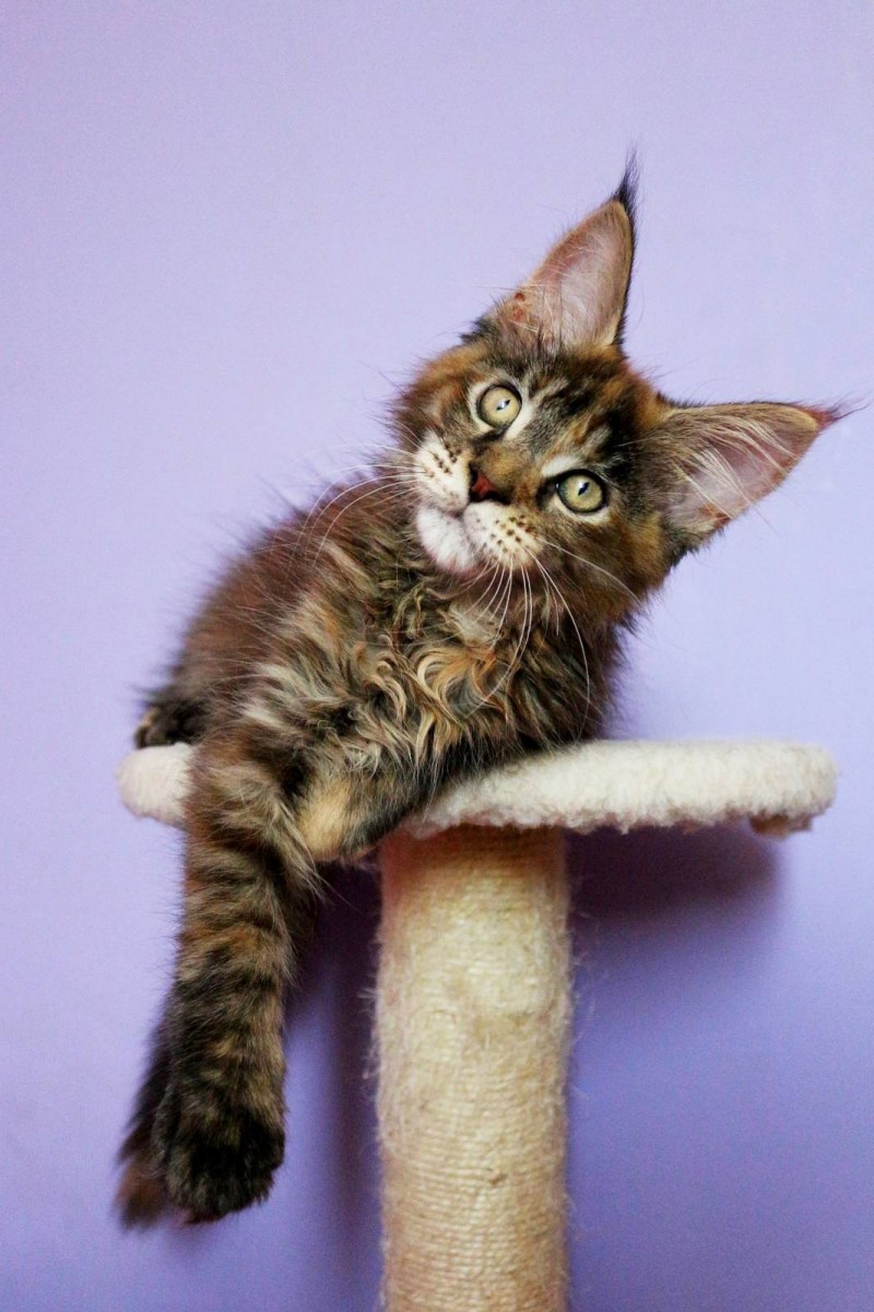 Котята Мейн кун