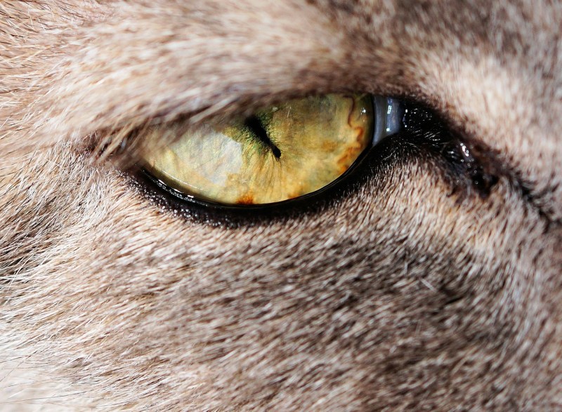 Мир глазами кошки