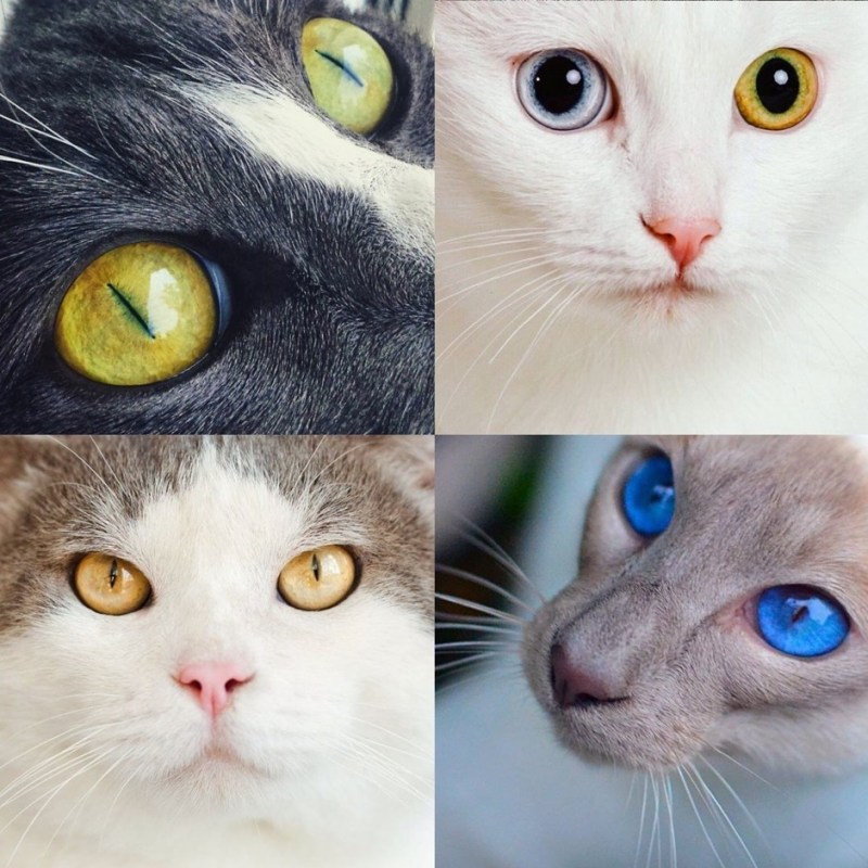 Мир глазами кота ночью