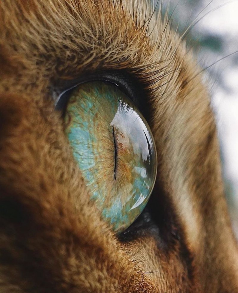 Кот щурится на один глаз