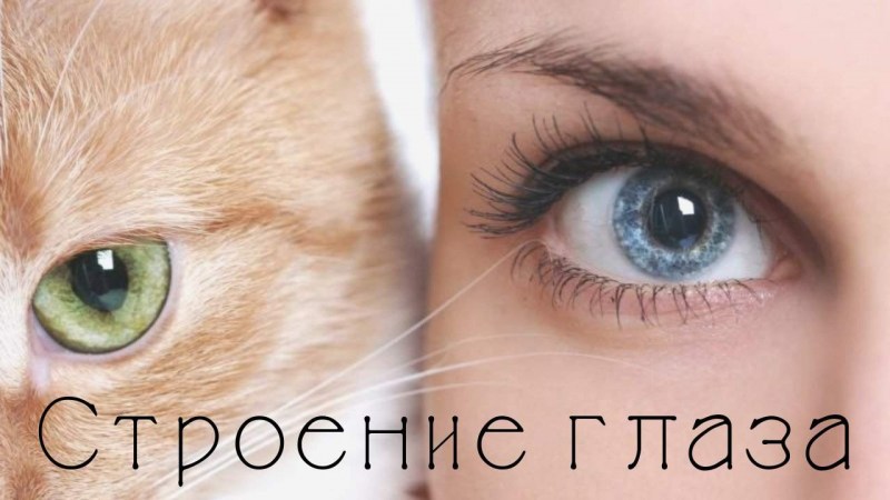 Как кошки видят людей