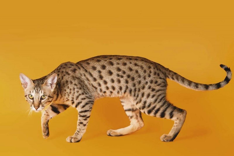 Саванна кошка