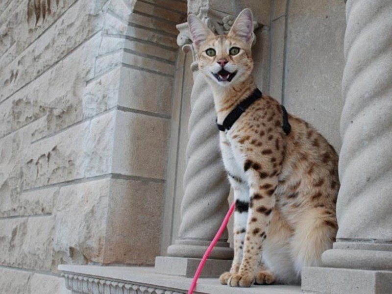 Кошка Ашера