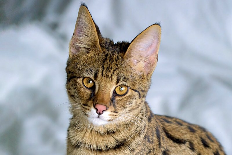 Саванна кошка