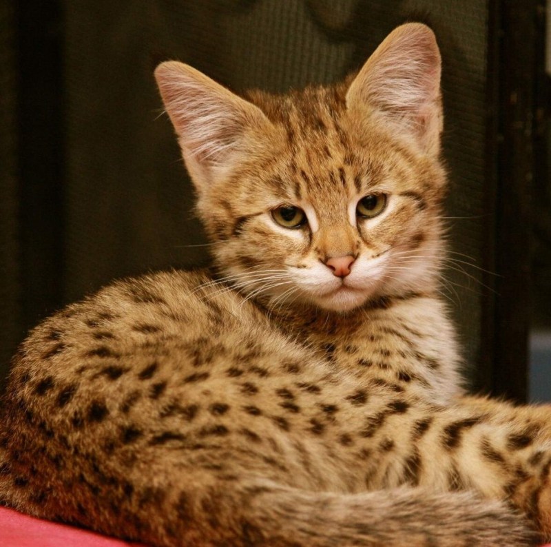 Кошка породы сервал