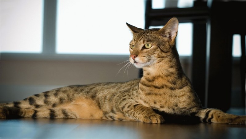 Саванна кошка