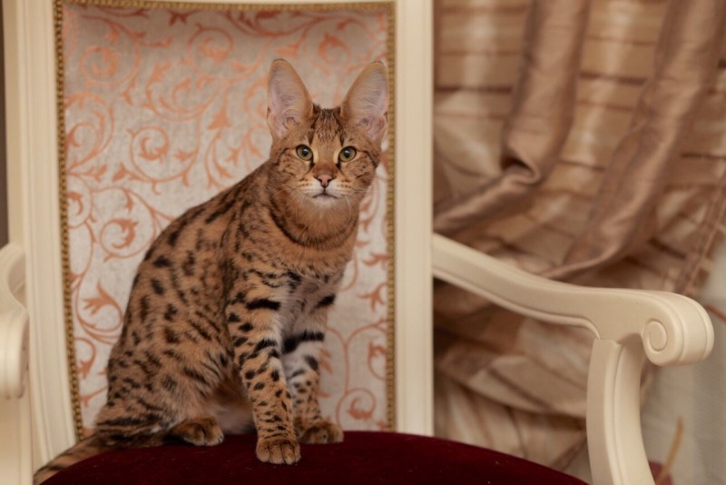 Саванна кошка f1