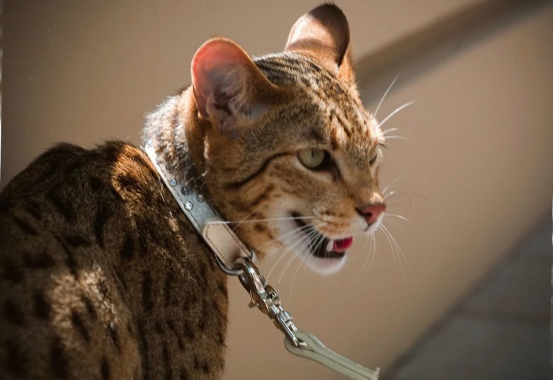 Ашера котенок