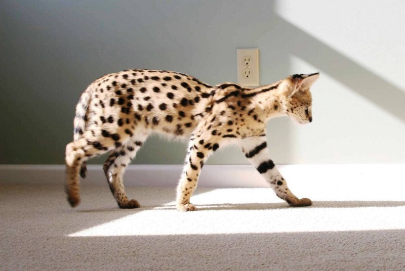 Кошка Ашера