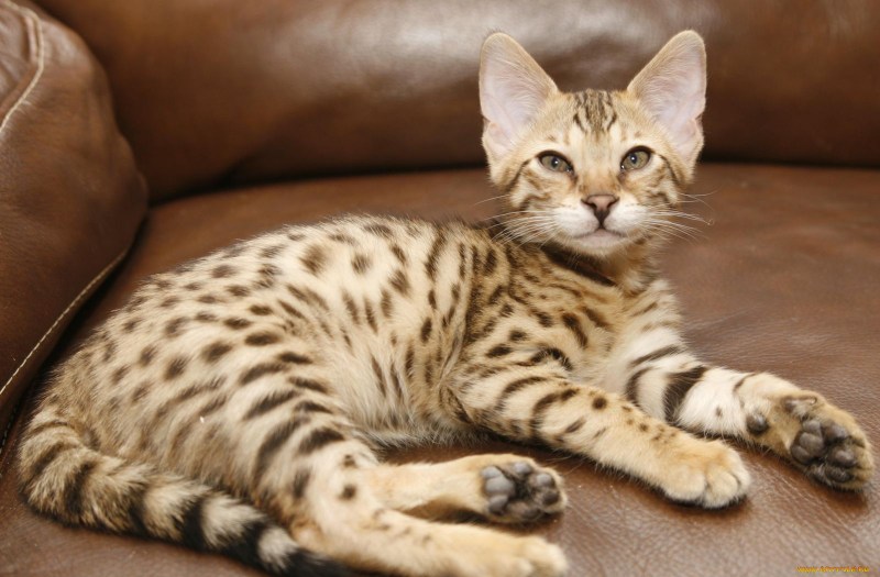 Кошка породы Аллерка