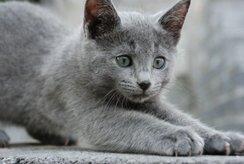 Коты породы русская голубая