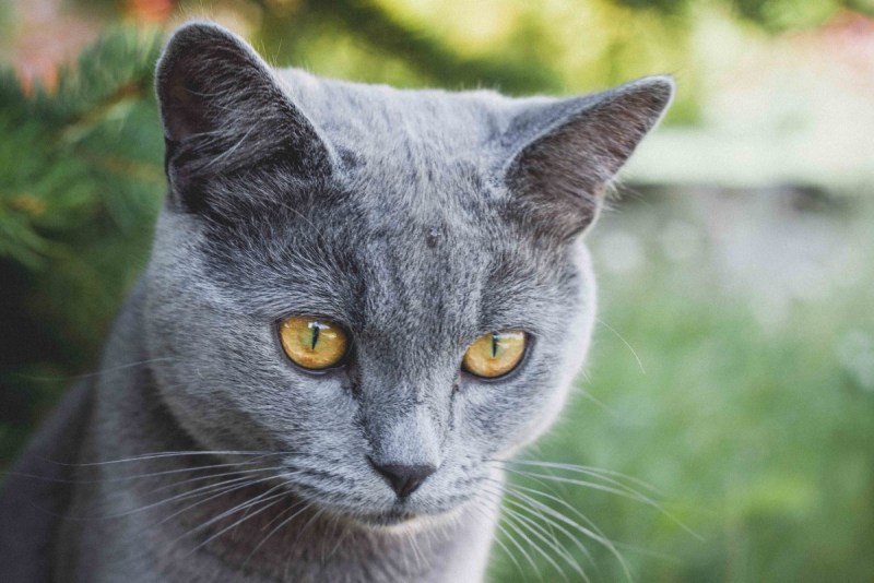 Русская голубая кот
