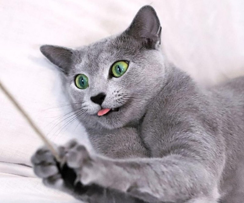 Русская голубая кошка КЭ