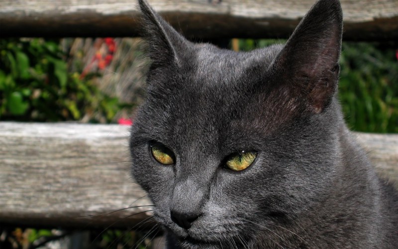 Кошка Russian Blue