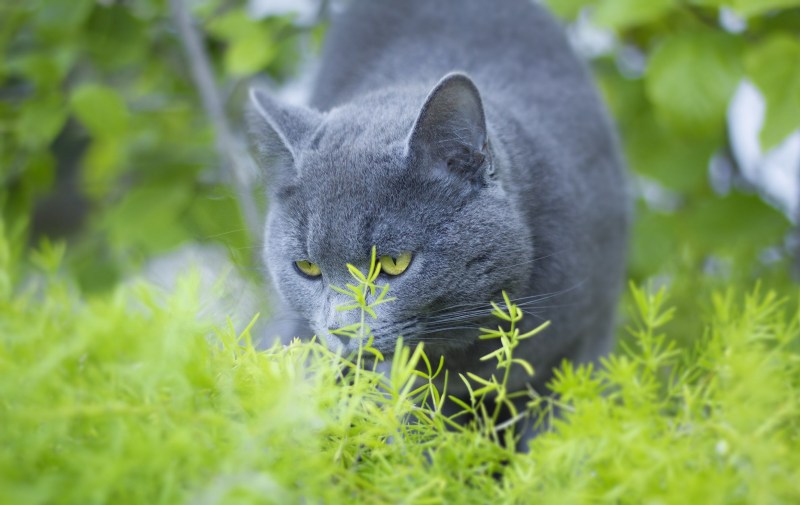 Русская голубая кошка