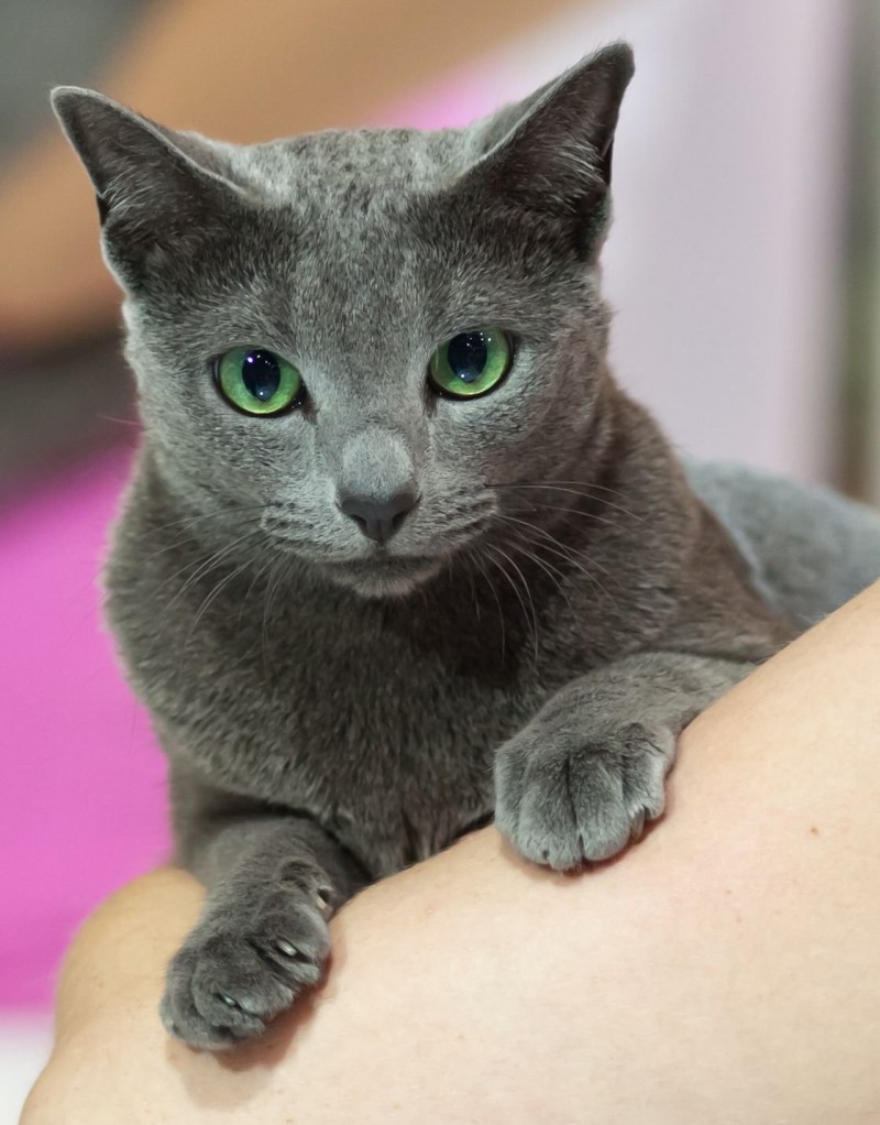 Серая кошка Корат