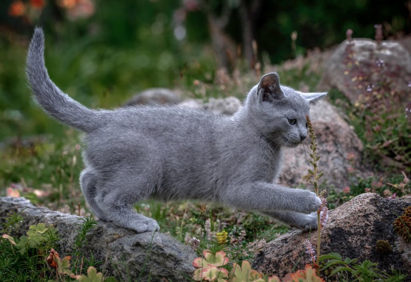 Русская голубая кошка