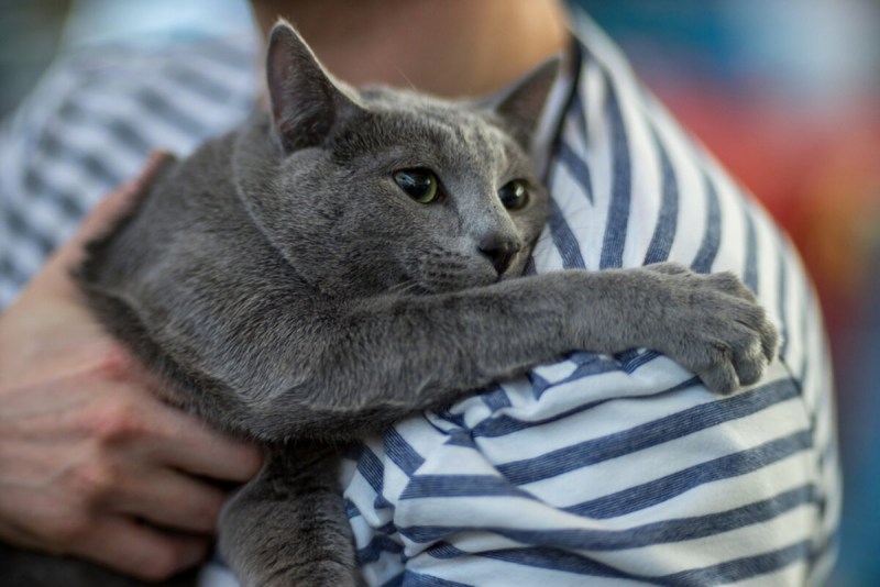 Среднерусская голубая кошка