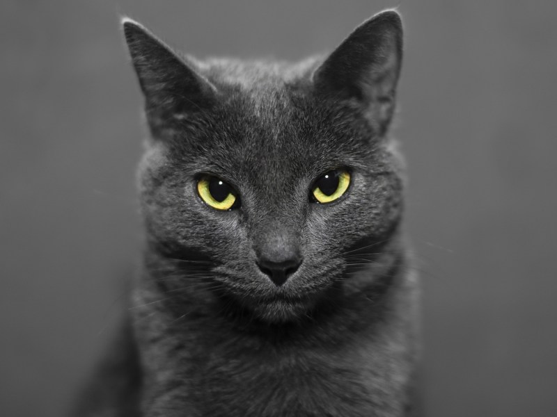 Серо голубые коты