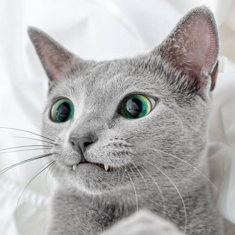 Русская голубая кот