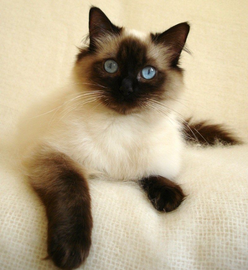 Сиамская кошка Рэгдолл