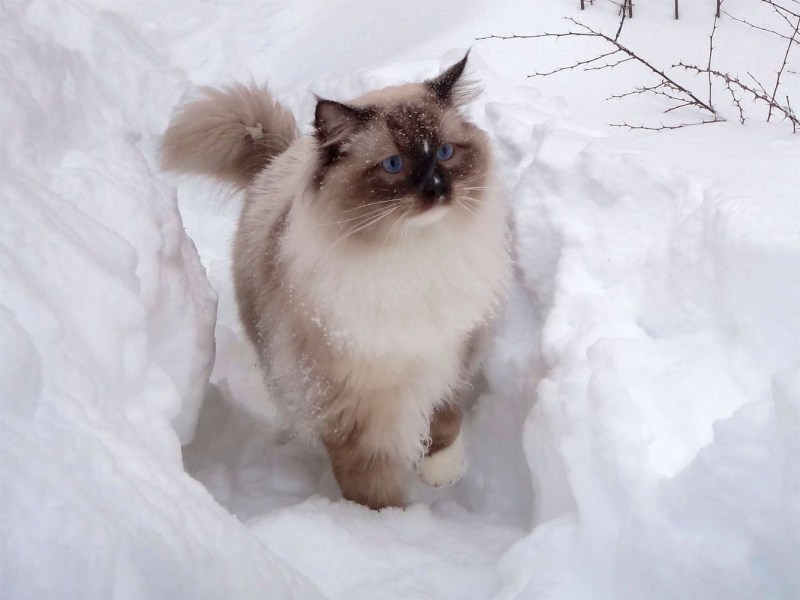 Рэгдолл кошка рыжий