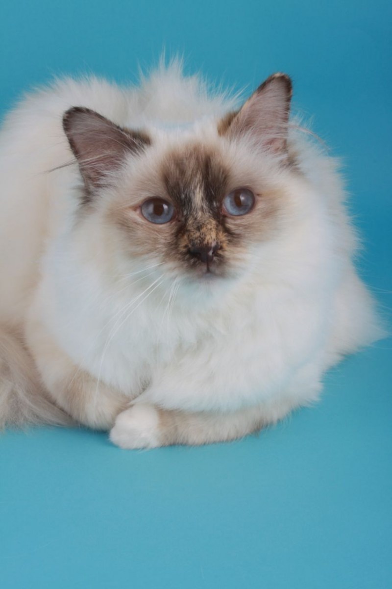 Сербская кошка