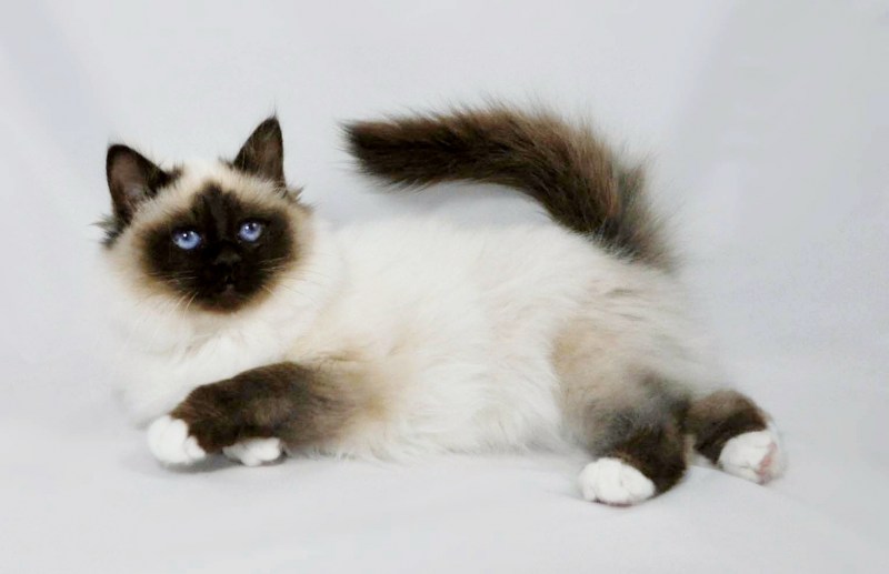 Невская маскарадная котята