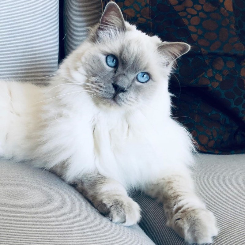 Сиамская Балинезийская кошка
