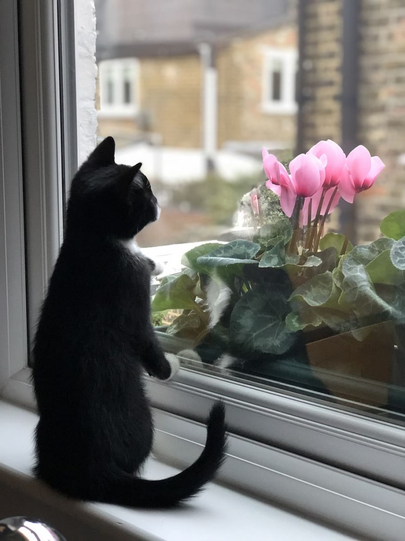 Котенок ждет