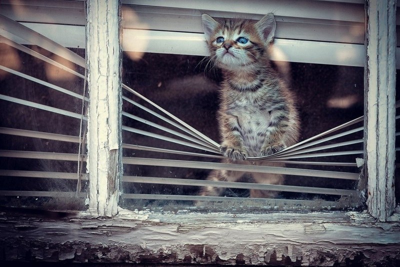 Котик выглядывает в окно