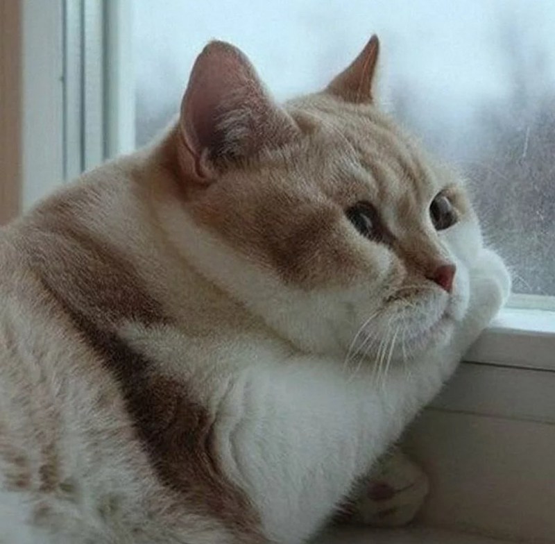 Кот грустит у окна