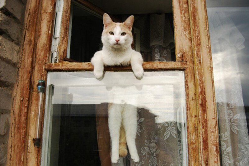 Кот ждет у окна