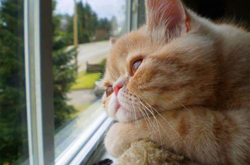 Кот ждет у окна