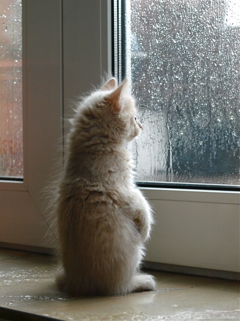 Коты ждут