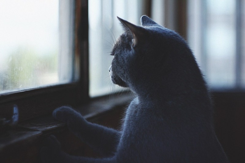 Кот скучает