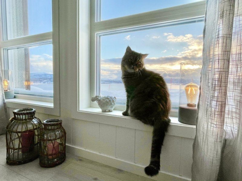 Котик ждет ужин