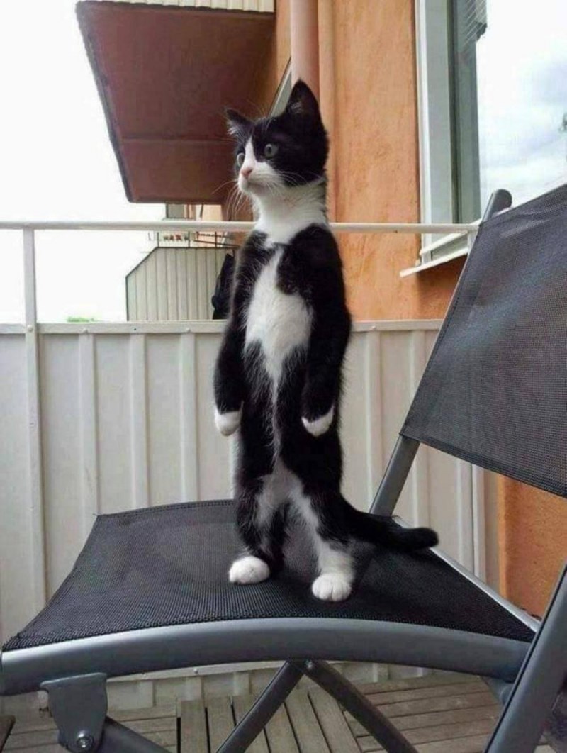 Котёнок на подрконнике