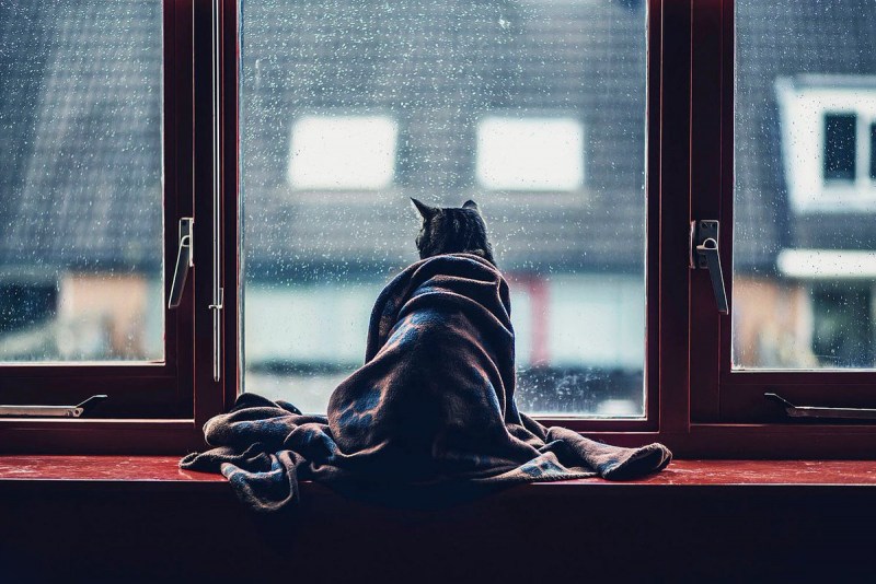 Кот ждет у окна